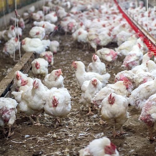 Poultry farm reduce production cost per kg and stabilise flock performance through Lean Kaizen